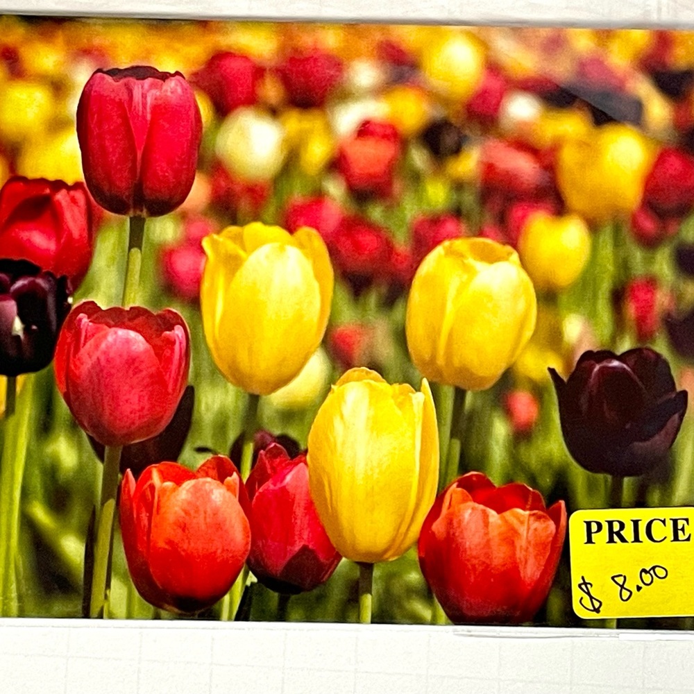 Tulip Magnet 5 1/2 X 4 1/4